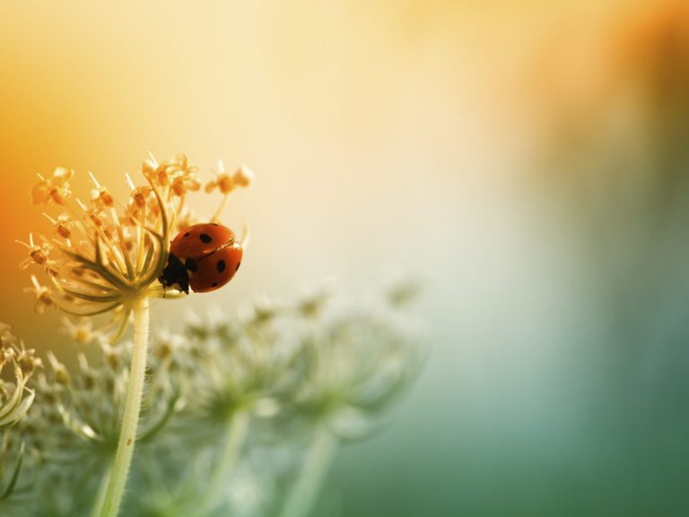 Buntes Bild mit Marienkäfer, welcher auf einer Blume sitzt. 